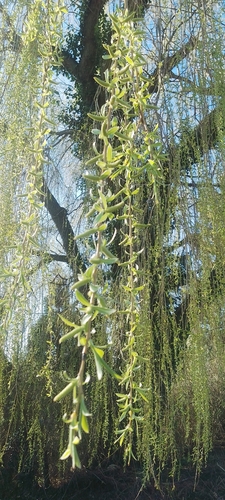 Salix babylonica (weeping willow) (alternate view 3)