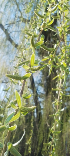 Salix babylonica (weeping willow)