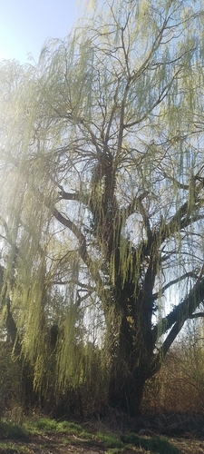 Salix babylonica (weeping willow) (alternate view 4)