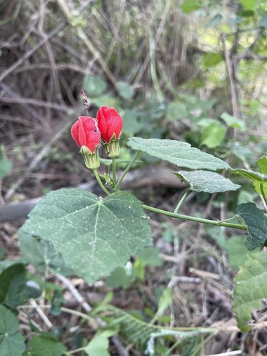 Malvaviscus (alternate view 3)