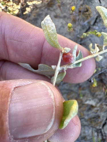 Atriplex semibaccata (berry saltbush) (alternate view 5)