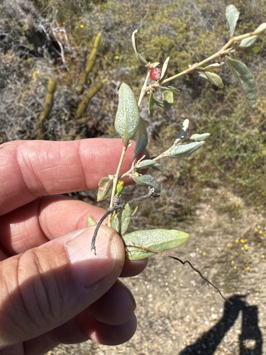 Atriplex semibaccata (berry saltbush) (alternate view 4)