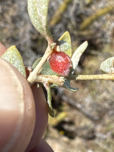 Atriplex semibaccata (berry saltbush) (alternate view 3)