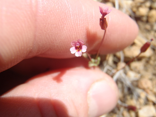 Erythranthe (monkeyflowers) (alternate view 5)