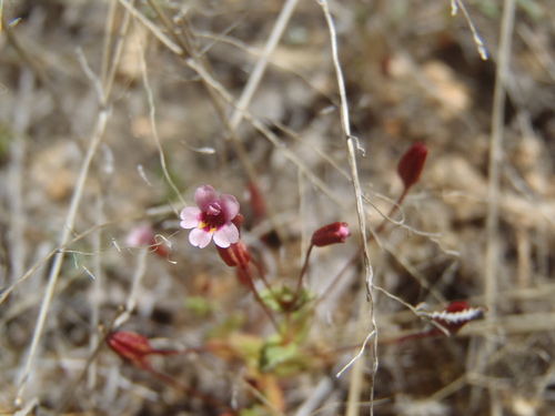 Erythranthe (monkeyflowers) (alternate view 7)