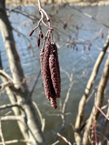 Alnus incana (Mountain Alder) (alternate view 6)