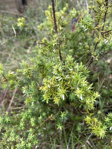 Styphelia sieberi (Prickly Beard-heath) (alternate view 5)