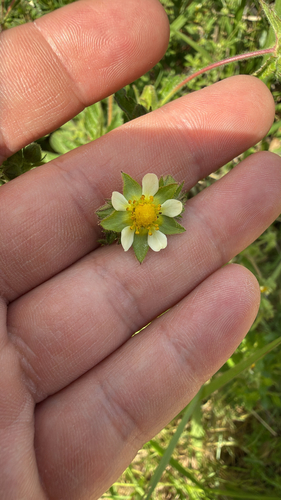 Drymocallis glandulosa (Sticky Cinquefoil) (alternate view 4)