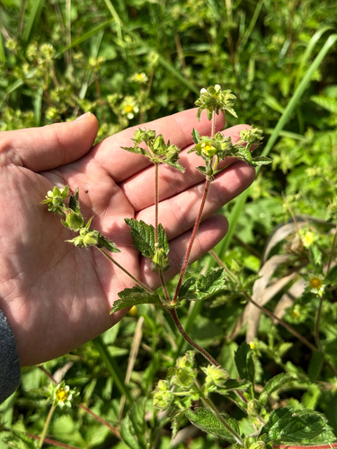 Drymocallis glandulosa (Sticky Cinquefoil) (alternate view 5)