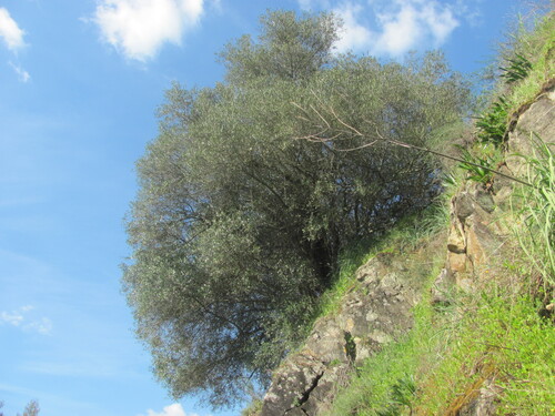 Olea europaea (Olive Tree)