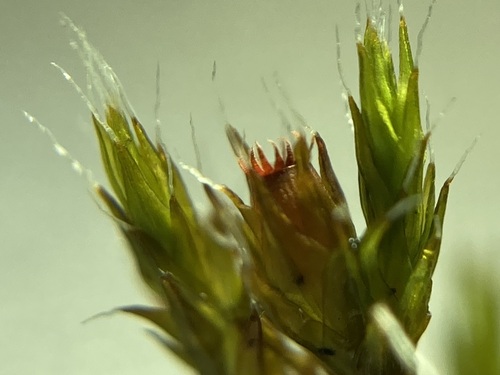 Schistidium crassipilum (Thickpoint Bloom Moss)