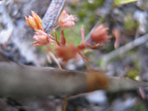 Crassula decumbens (Scilly Pigmyweed) (alternate view 4)