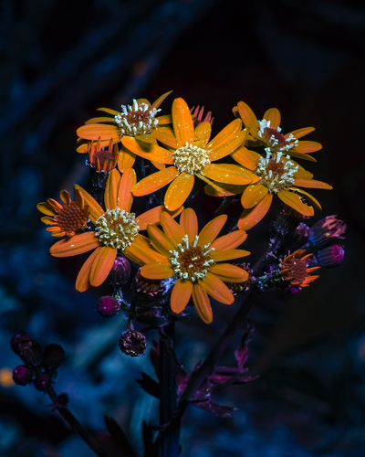 Packera obovata (roundleaf ragwort) (alternate view 2)