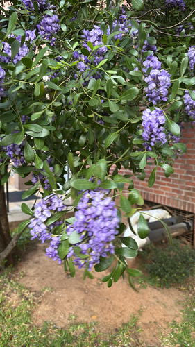 Dermatophyllum secundiflorum (Texas mountain laurel) (alternate view 9)