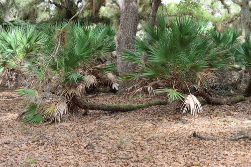 Serenoa repens (saw palmetto) (alternate view 5)