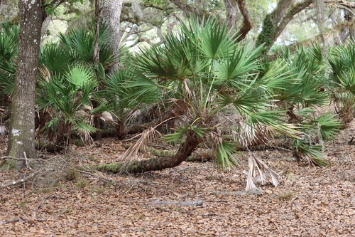 Serenoa repens (saw palmetto) (alternate view 6)