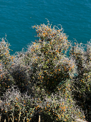 Corokia cotoneaster (Wire-netting Bush) (alternate view 2)