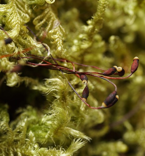 Ctenidium molluscum (Comb-moss)