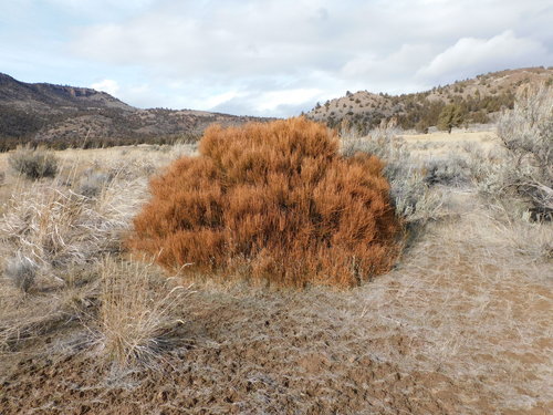 Ephedra viridis (Green Ephedra) (alternate view 6)