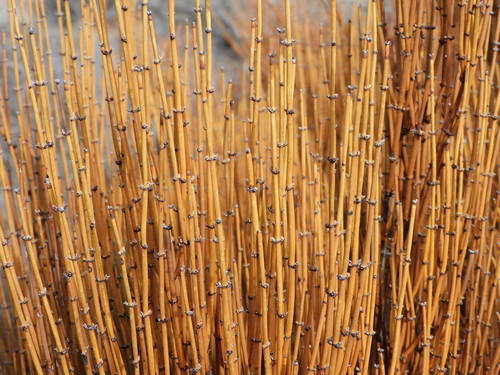Ephedra viridis (Green Ephedra) (alternate view 7)