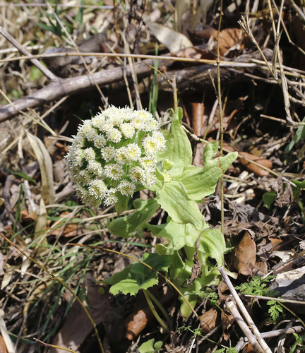 Petasites japonicus (fuki,butterburr)