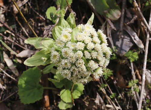 Petasites japonicus (fuki,butterburr)