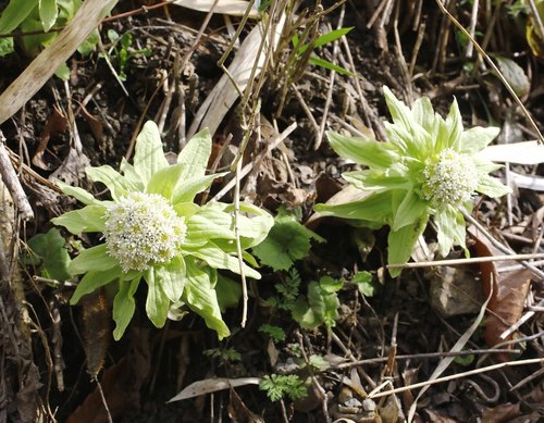 Petasites japonicus (fuki,butterburr)
