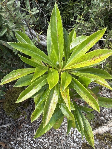 Anopterus glandulosus (Tasmanian laurel) (alternate view 5)