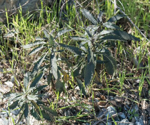 Eriodictyon (yerba santa)