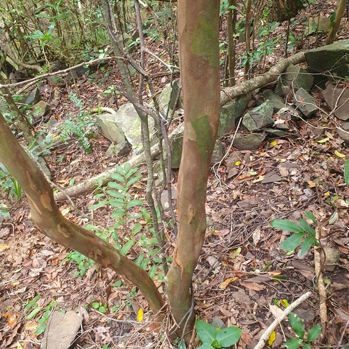 Gossia bidwillii (Python Tree) (alternate view 3)