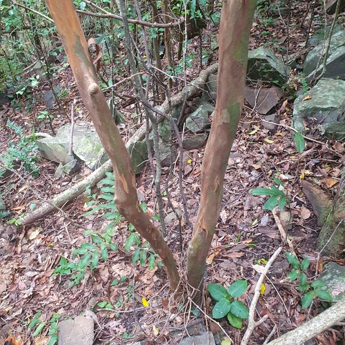Gossia bidwillii (Python Tree) (alternate view 4)
