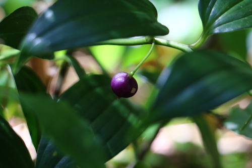 Disporopsis pernyi (Pernyi's Disporopsis)