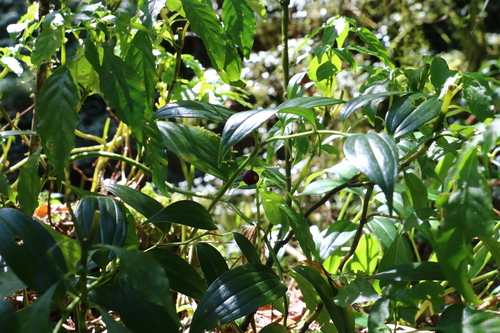Disporopsis pernyi (Pernyi's Disporopsis) (alternate view 2)