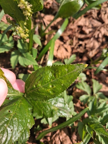Mercurialis perennis (Dog's Mercury)