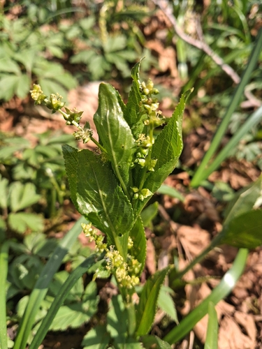 Mercurialis perennis (Dog's Mercury)