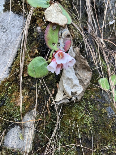 Bergenia ciliata (Frilly Bergenia) (alternate view 5)