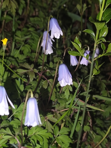 Anemonoides apennina (Blue Anemone)