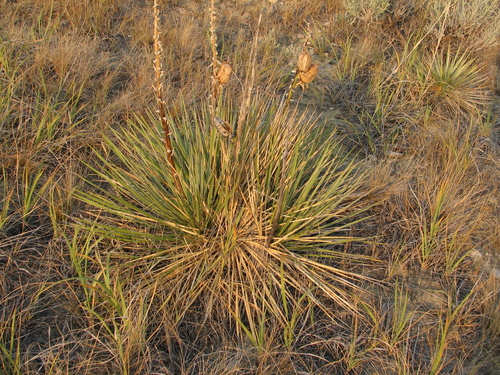 Yucca glauca (Great Plains yucca) (alternate view 2)