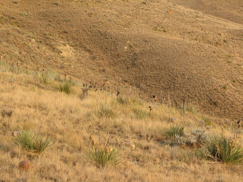 Yucca glauca (Great Plains yucca) (alternate view 3)