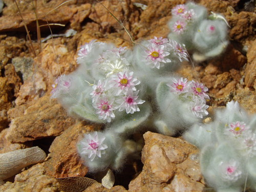 Helichrysum (Everlasting-flowers) (alternate view 3)