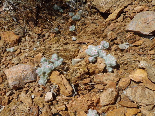 Helichrysum (Everlasting-flowers) (alternate view 5)