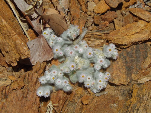 Helichrysum (Everlasting-flowers) (alternate view 7)