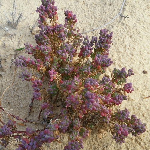 Threlkeldia diffusa (Coast Bonefruit)