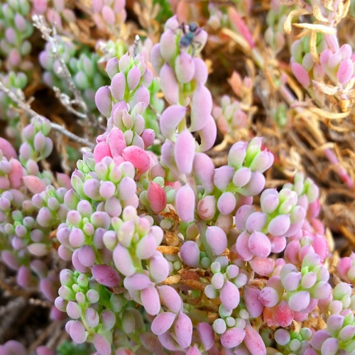 Threlkeldia diffusa (Coast Bonefruit) (alternate view 2)