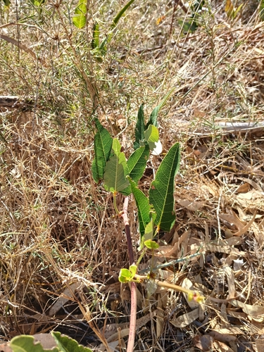 Hardenbergia comptoniana (Native wisteria) (alternate view 10)
