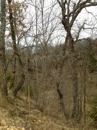 Fraxinus albicans (Texas ash) (alternate view 3)