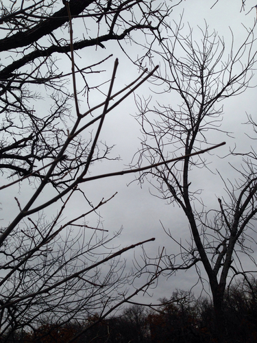 Fraxinus albicans (Texas ash) (alternate view 4)