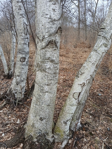 Betula populifolia (gray birch) (alternate view 3)