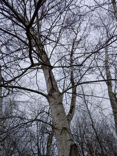 Betula populifolia (gray birch) (alternate view 4)