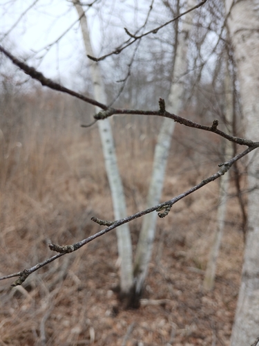 Betula populifolia (gray birch) (alternate view 5)